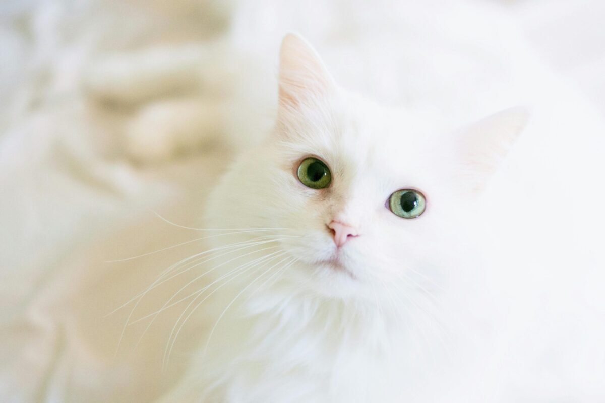 pet supplies, best online store
